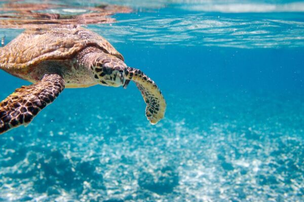 Turtle underwater, courtesy of Screenworks