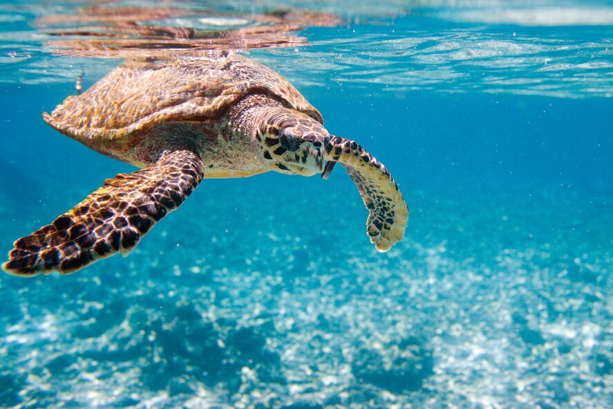 Turtle underwater, courtesy of Screenworks