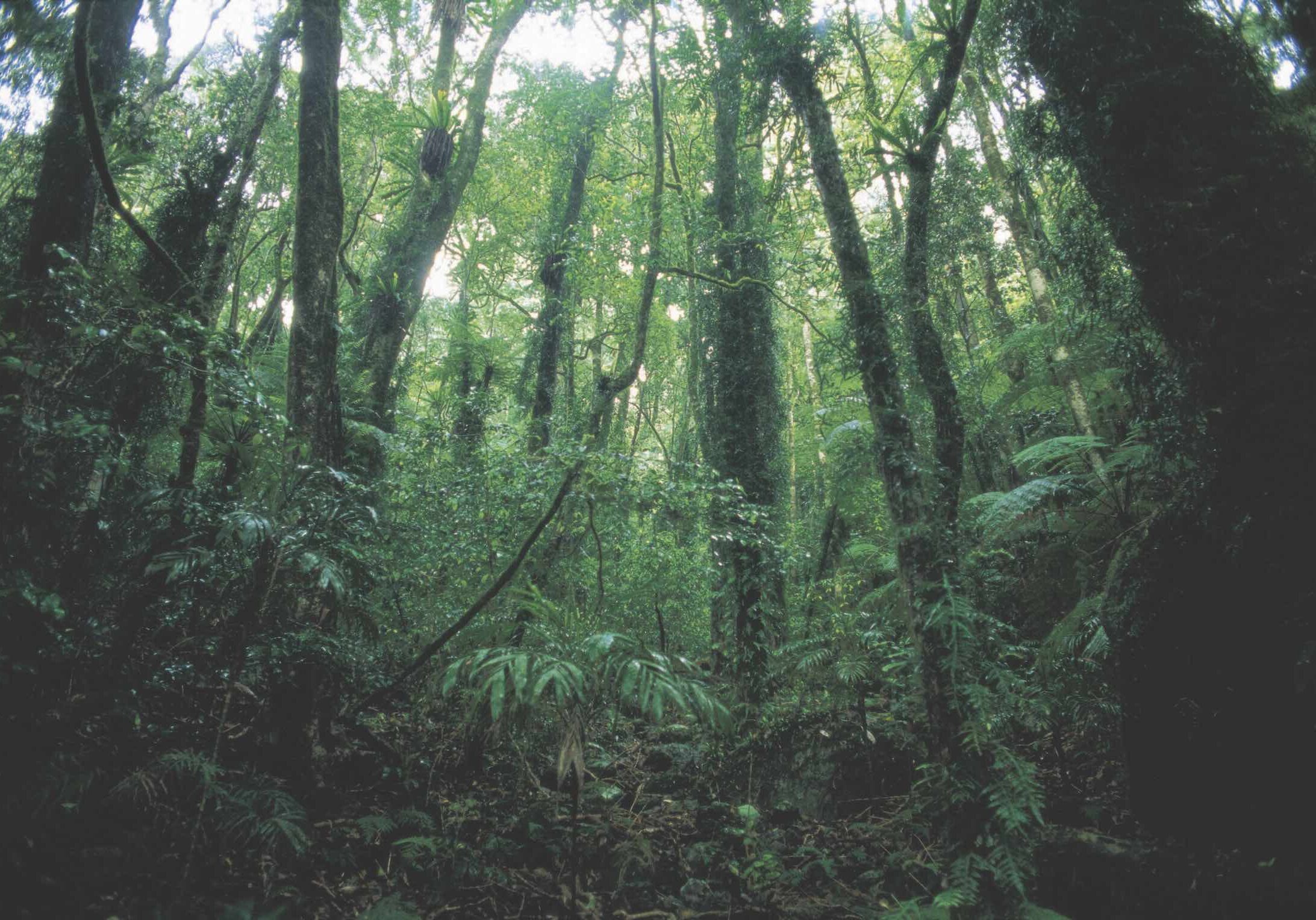 Lamington National Park