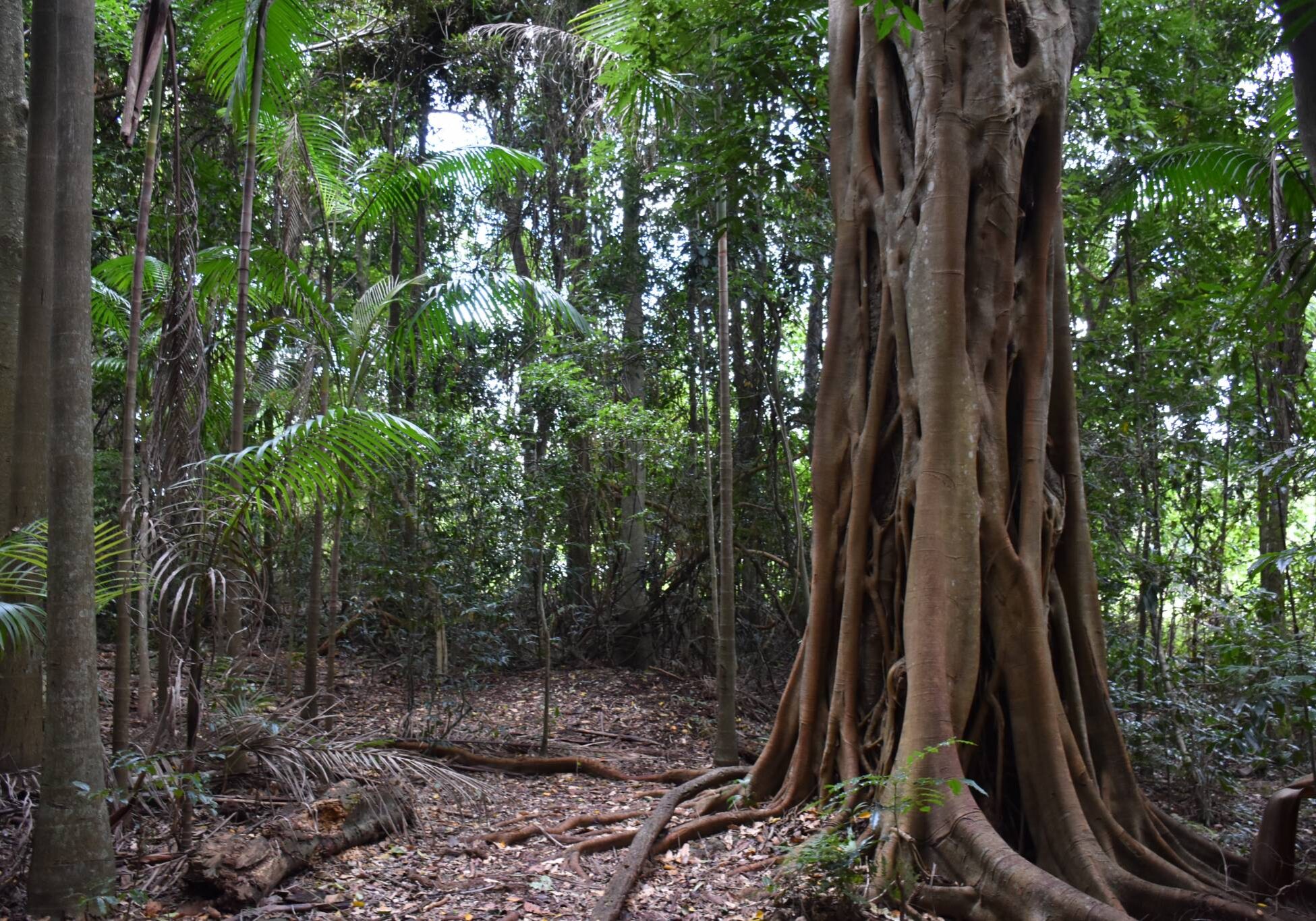 Tamborine Mountain - Photo courtesy of Screen Queensland (1)